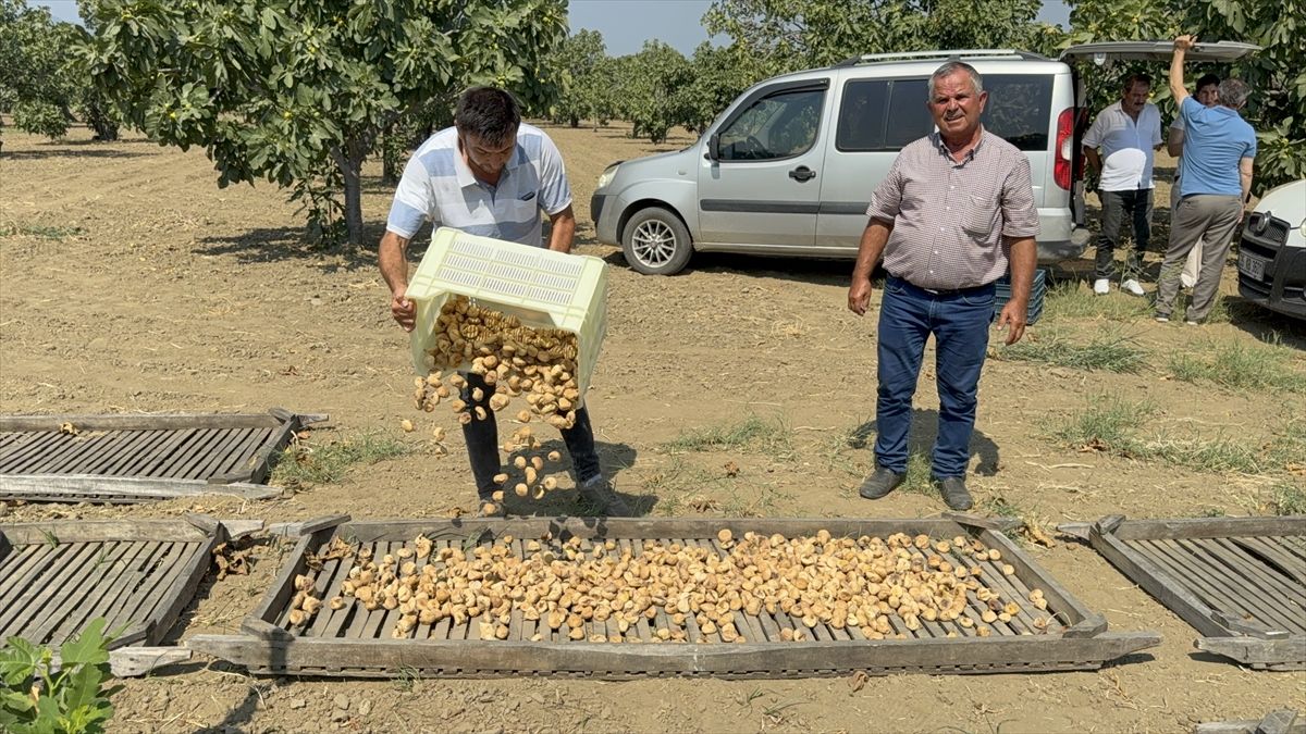 Aydın’da sezonun ilk kuru incirinin kilosu 400 liradan alıcı buldu